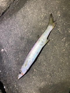 カマスの釣果