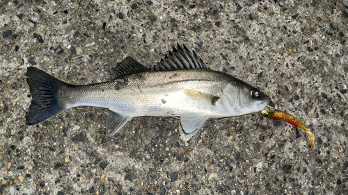 セイゴ（マルスズキ）の釣果