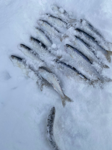 チップの釣果