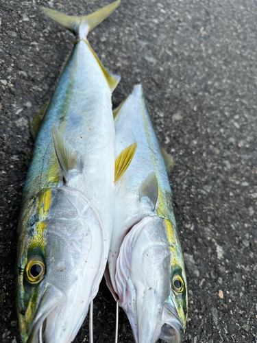 ハマチの釣果