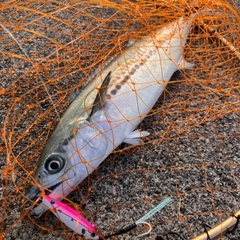 サゴシの釣果