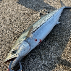 サゴシの釣果