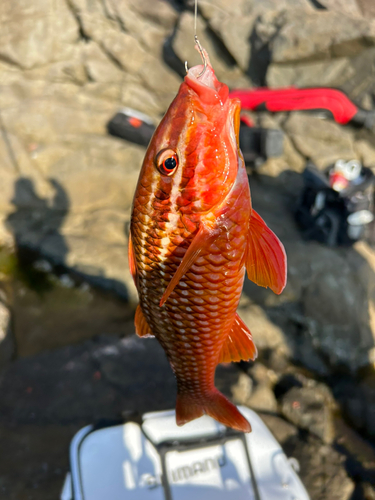 オジサンの釣果