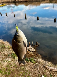 フナの釣果