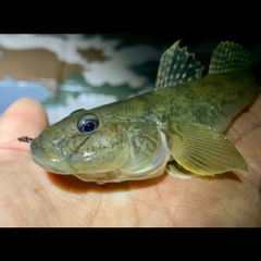 マハゼの釣果