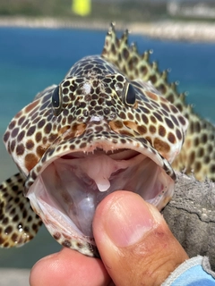 カンモンハタの釣果