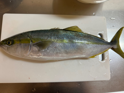 ハマチの釣果