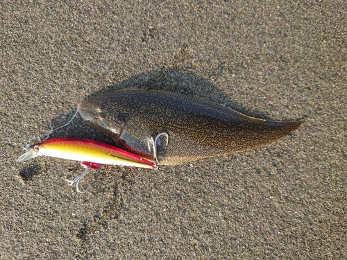 シタビラメの釣果