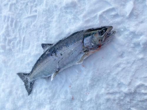 サクラマスの釣果