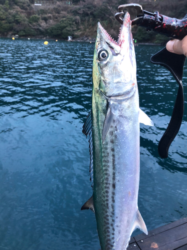 サゴシの釣果