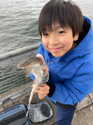 ドチザメの釣果