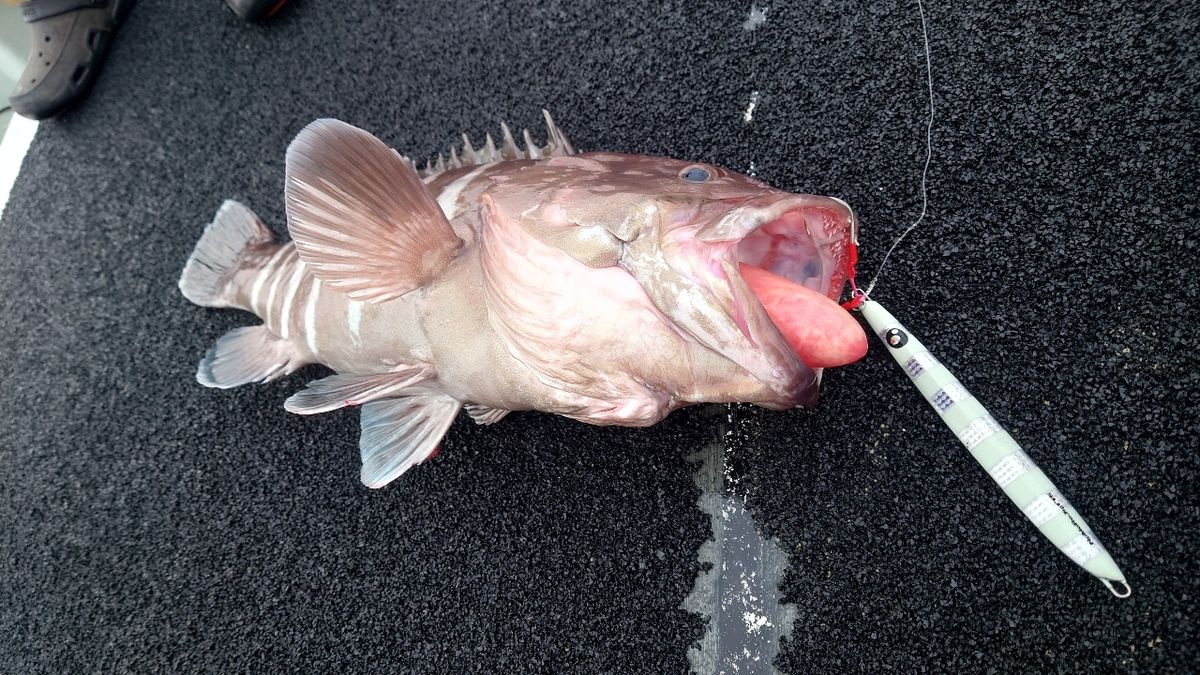 渦波さんの釣果 1枚目の画像