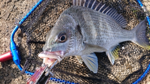 キビレの釣果