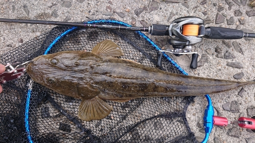 マゴチの釣果