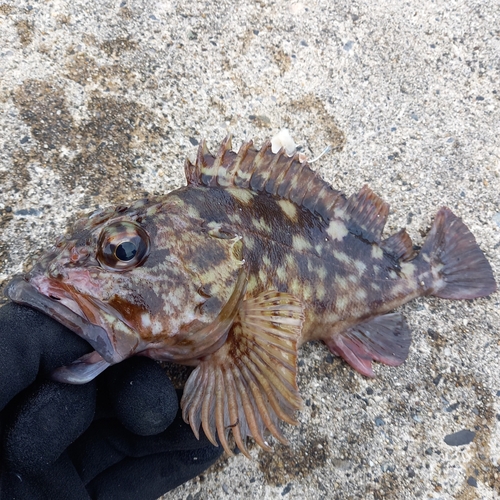 カサゴの釣果