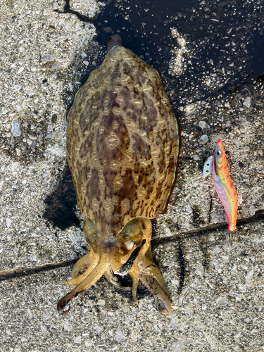 コウイカの釣果