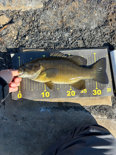 スモールマウスバスの釣果