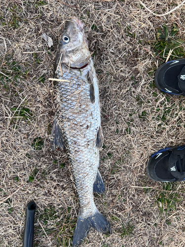 ニゴイの釣果