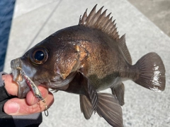 メバルの釣果