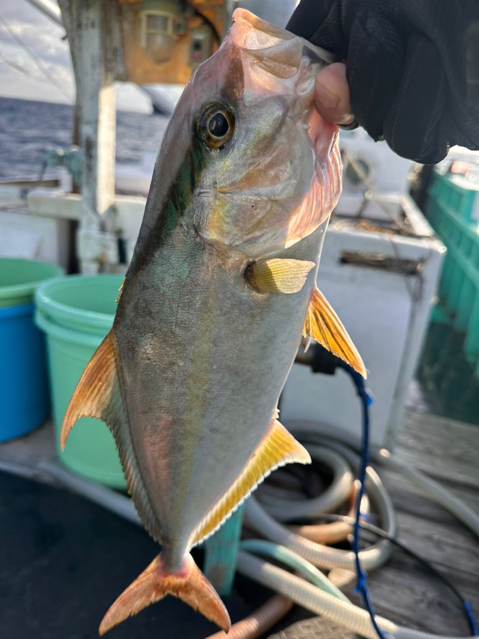 捕食者(クラウモノ)さんの釣果 2枚目の画像