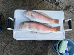 シロアマダイの釣果