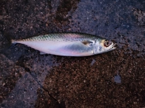 サバの釣果