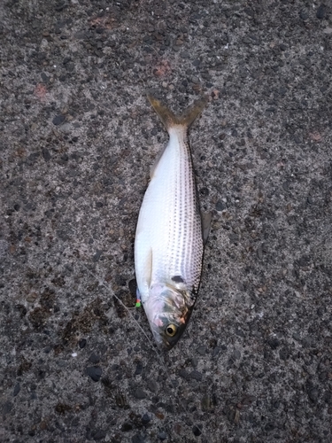 コノシロの釣果