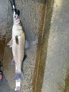 スズキの釣果