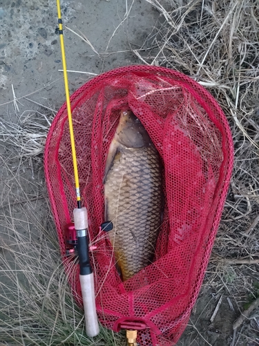 コイの釣果