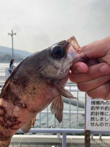 シロメバルの釣果