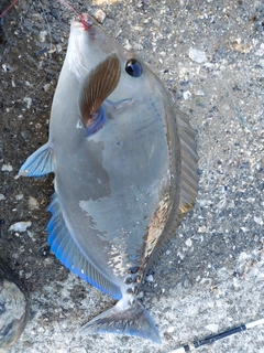 サンノジの釣果