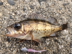 メバルの釣果