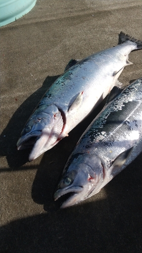 サクラマスの釣果