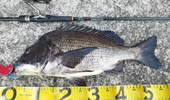 チヌの釣果