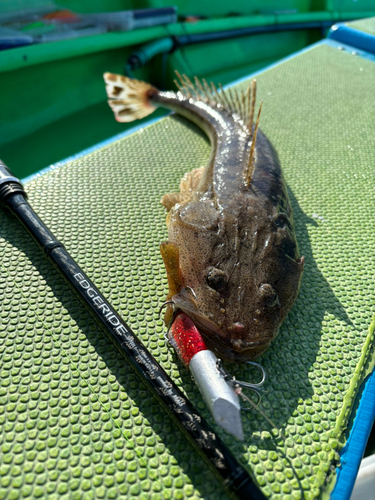 マゴチの釣果