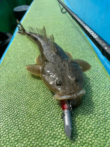 マゴチの釣果