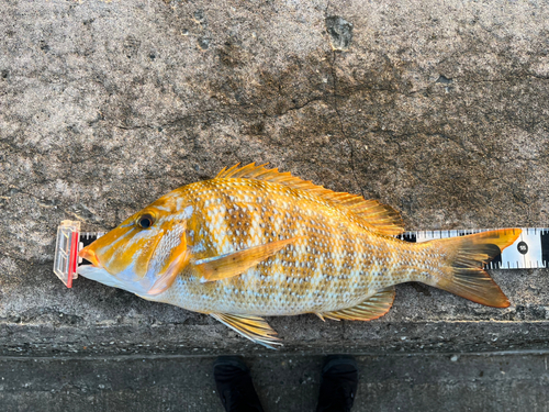 ハマフエフキの釣果