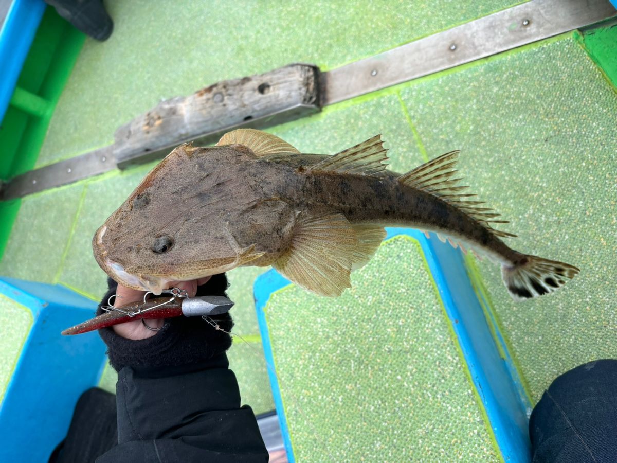 伊勢隼人【マゴチハンター】さんの釣果 2枚目の画像