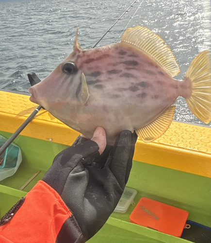 カワハギの釣果