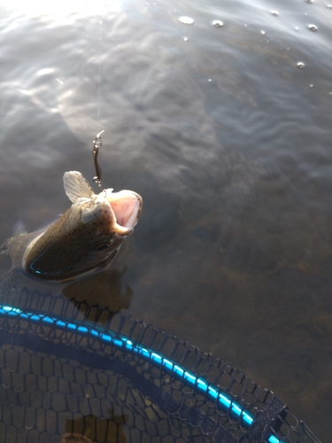 ニジマスの釣果