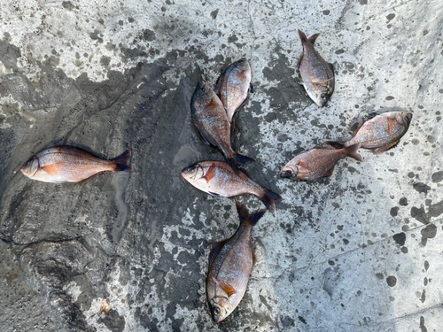 ウミタナゴの釣果