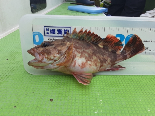 カサゴの釣果