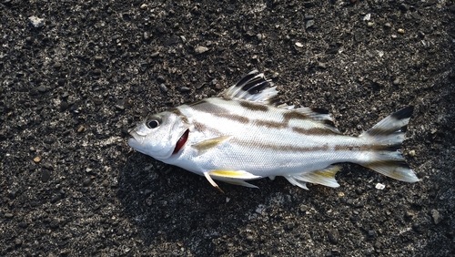 コトヒキの釣果