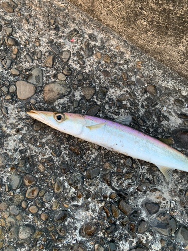 カマスの釣果