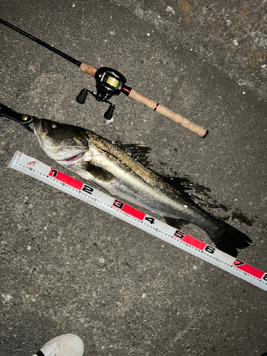 スズキの釣果