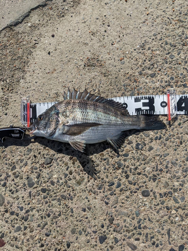 チヌの釣果