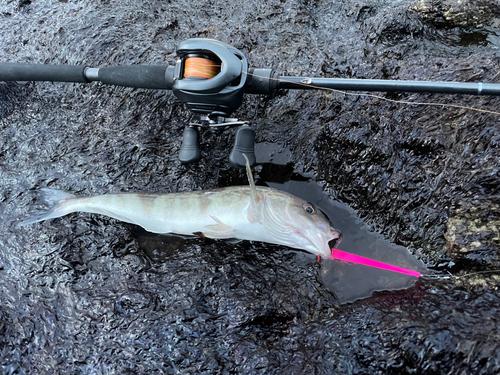 ホッケの釣果