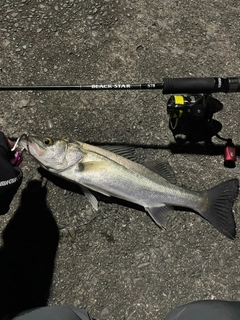 フッコ（マルスズキ）の釣果