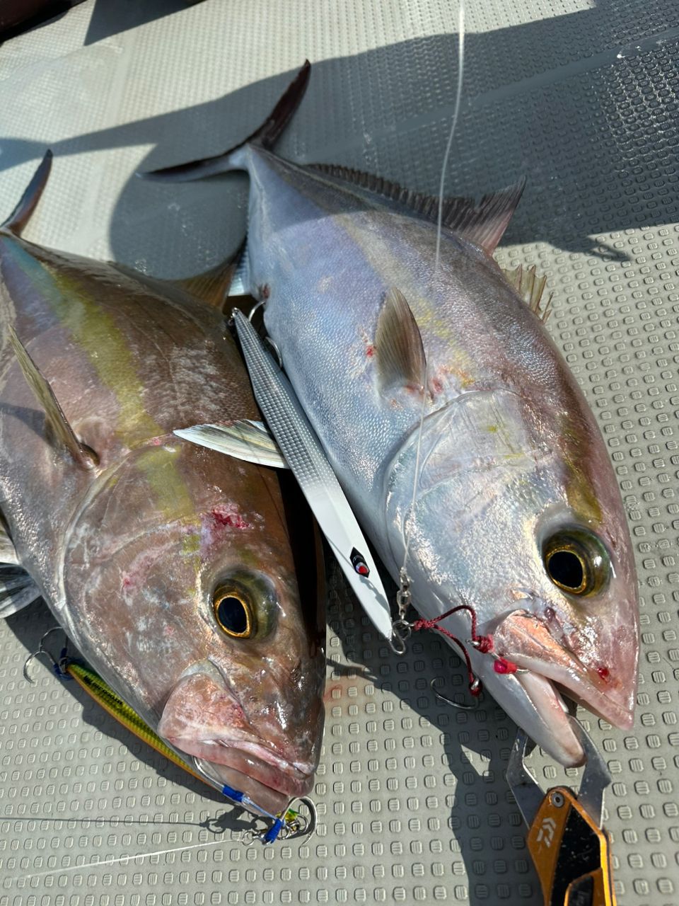 みやもさんの釣果 3枚目の画像