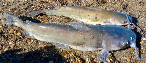 アメリカナマズの釣果